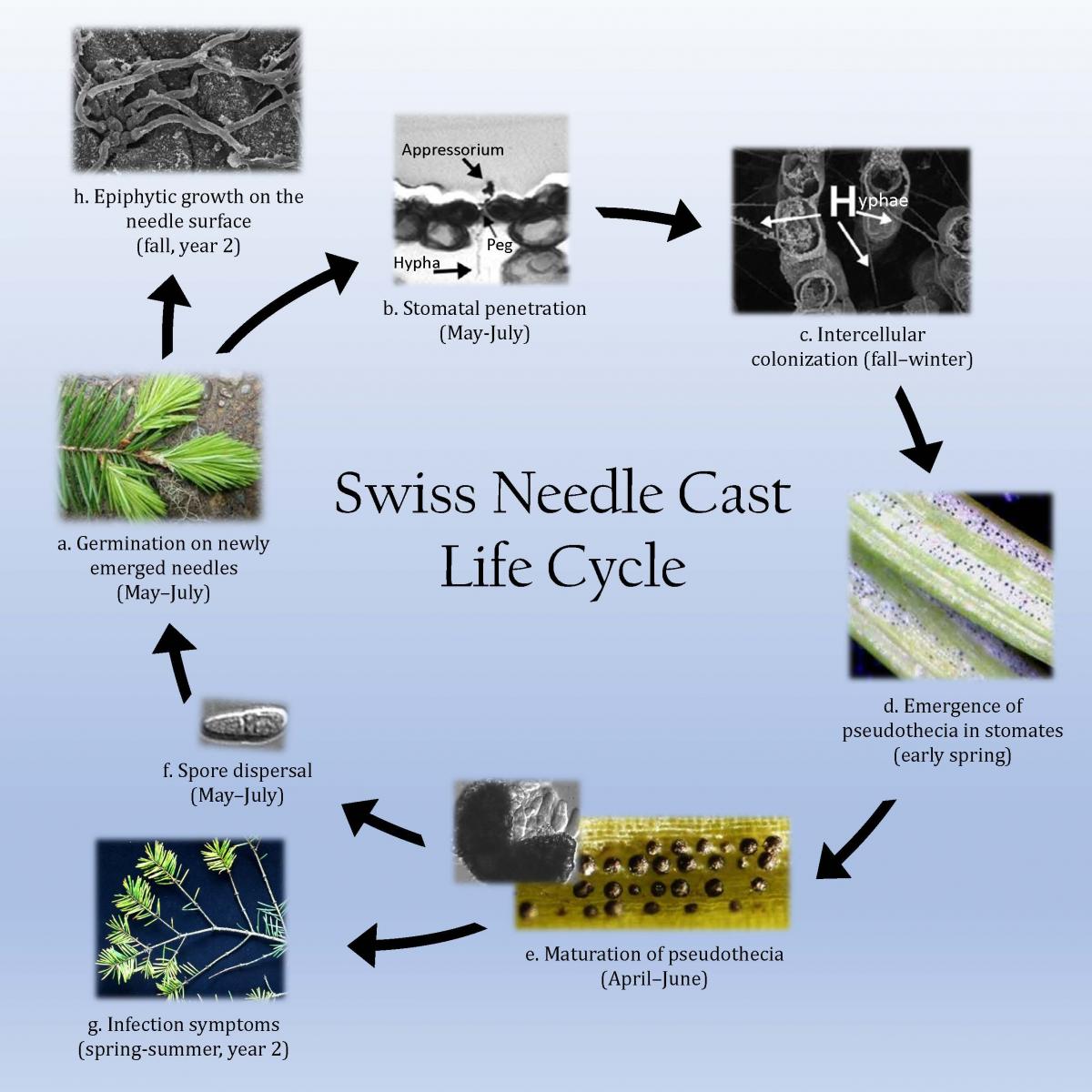 Infographic: SNC (N. gaeumannii) Life Cycle