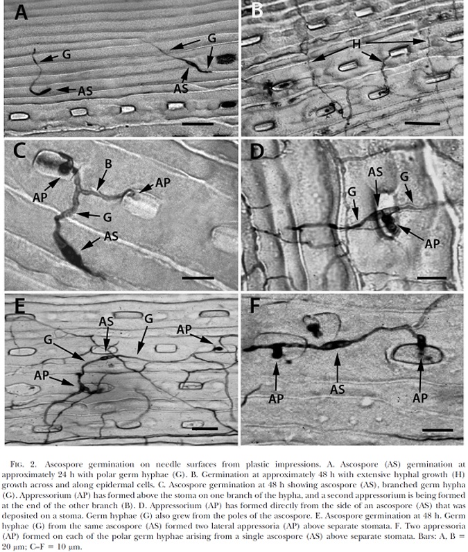 Germinating ascospores on needle surfaces