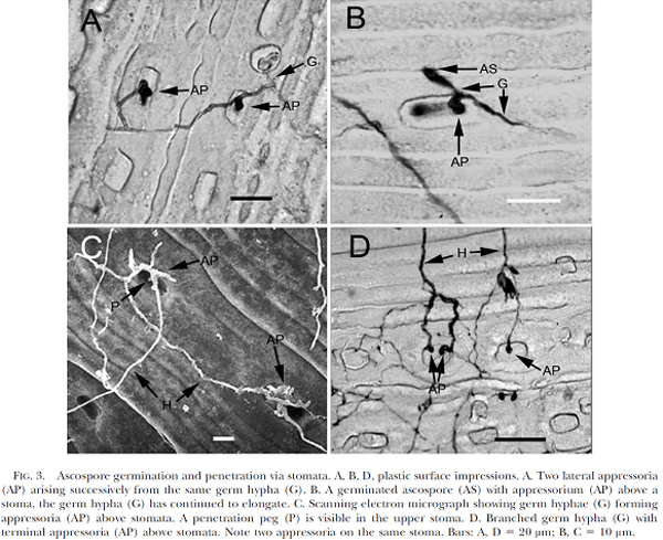 Ascospore germination and penetration via stomata