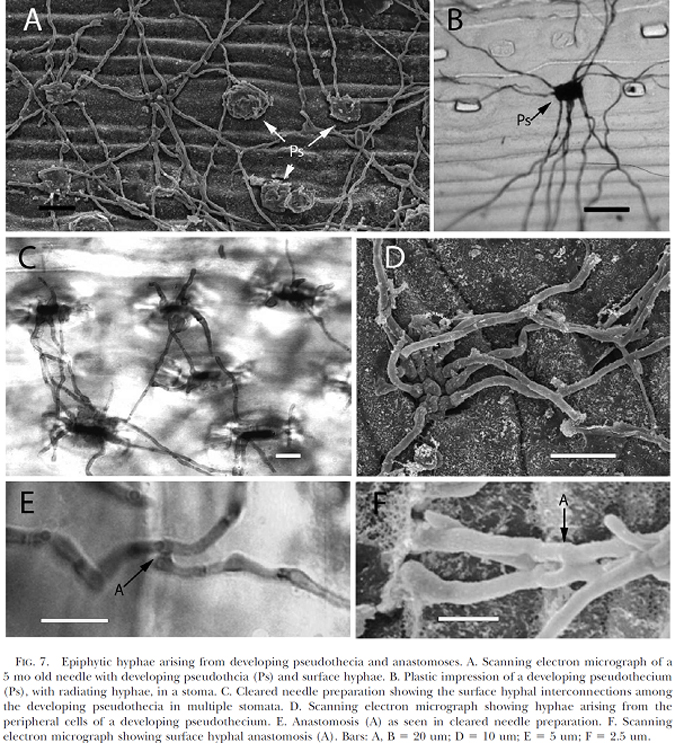 Epiphytic hyphae (1)