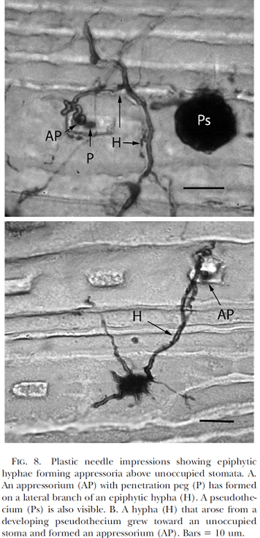 Epiphytic hyphae (2)