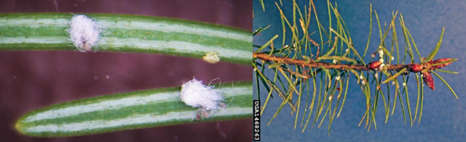 Cooley spruce gall adelgid (Adelges cooleyi)