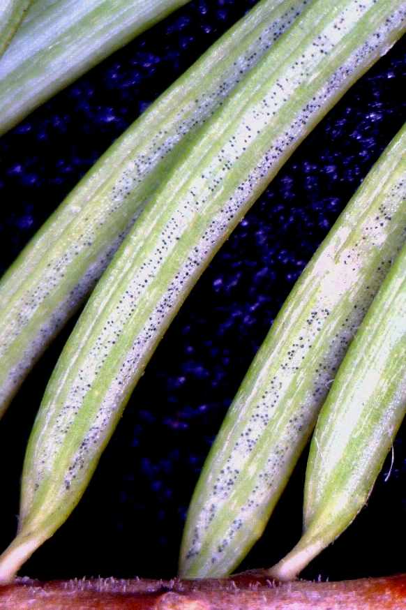 Douglas-fir needles with fruiting bodies (pseudothecia) of Phaeocryptopus gaeumannii