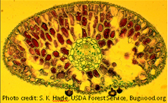 Cross section of a pseudothecium