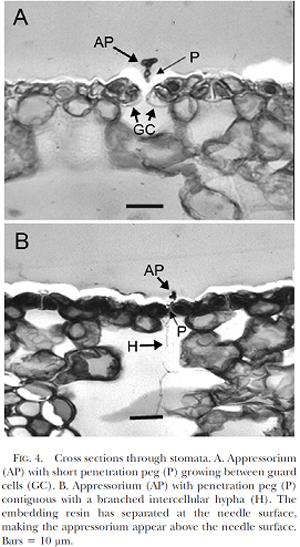 Cross sections through stomata