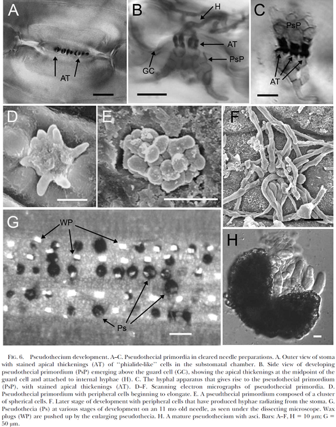 Pseudothecium development