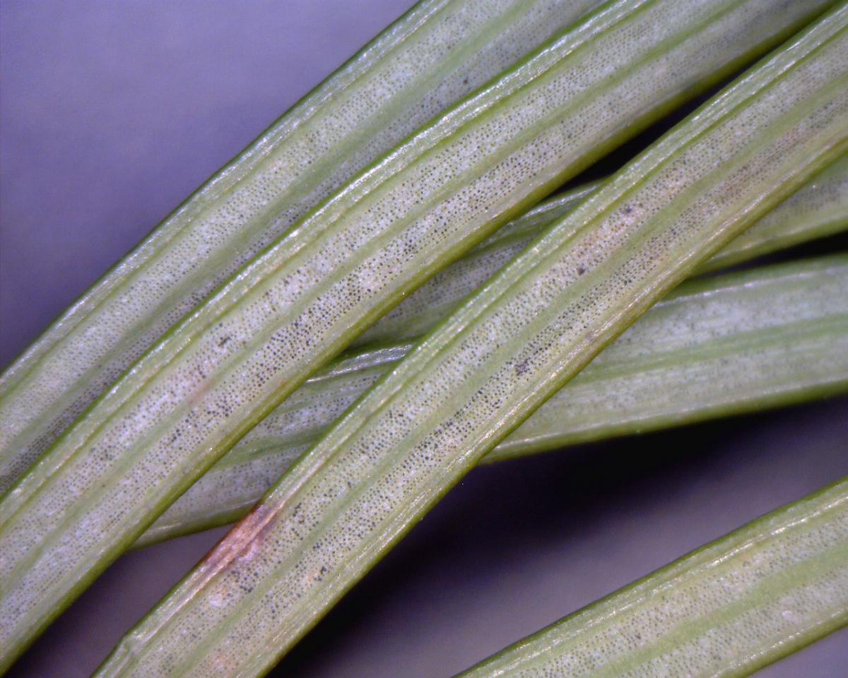 Heavily infected 2-yr old needles