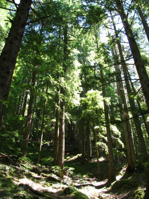 forest