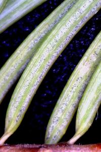SNC - close up of needles with the pathogen