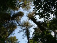 view of old growth stand crowns from below