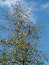 Sparse foliage