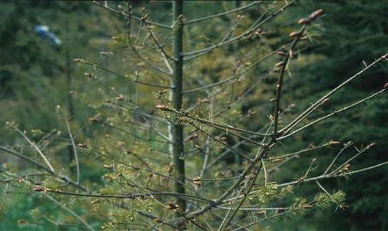 Tree with foliage loss