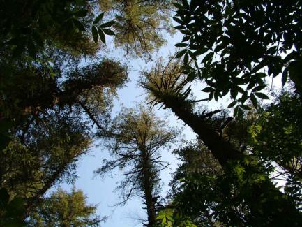 old growth stand