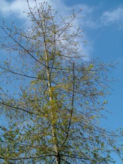 Sparse foliage